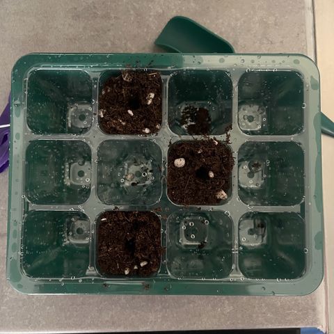 Titan F1 Hybride [RQS]x1 growlog photo: Mise en germination dans la terre bien humidifier avec une eau à 6.3 pH 