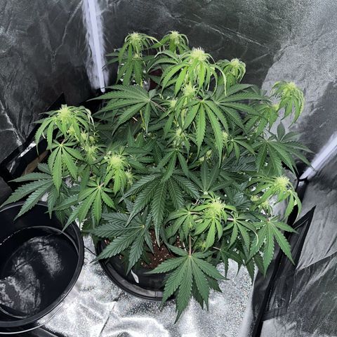 Wedding cake auto RQS growlog photo:  23h10 lumière éteinte 