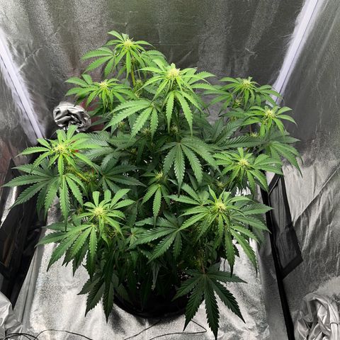 Wedding cake auto RQS growlog timeline photo