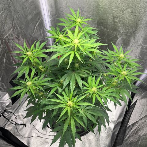Wedding cake auto RQS growlog timeline photo