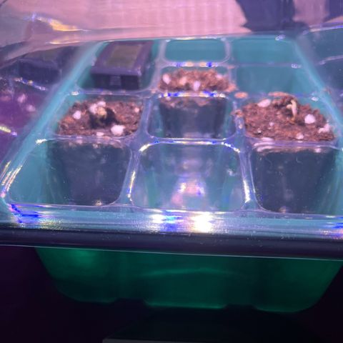 Titan F1 Hybride [RQS]x1 growlog timeline photo