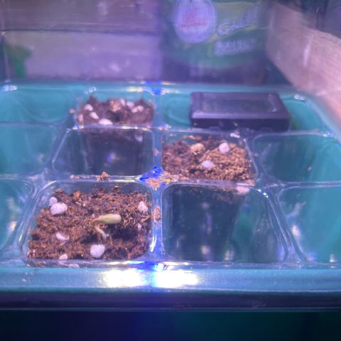 Titan F1 Hybride [RQS]x1 growlog timeline photo