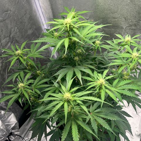 Wedding cake auto RQS growlog timeline photo