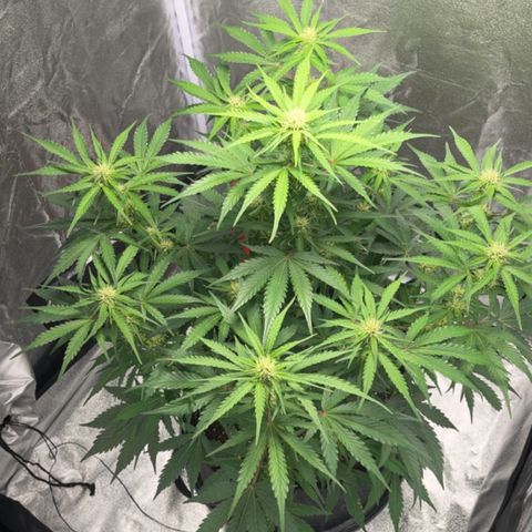 Wedding cake auto RQS growlog timeline photo