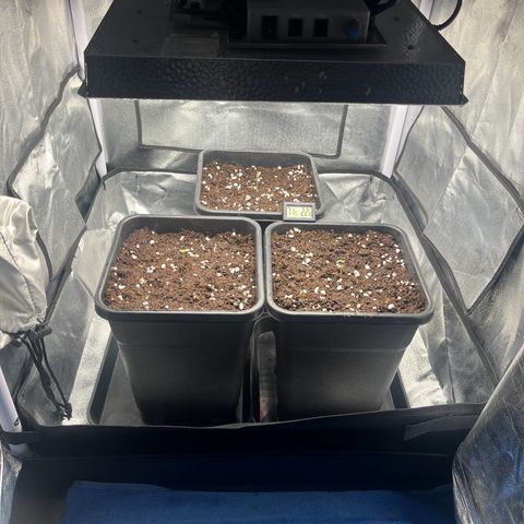 Titan F1 Hybride [RQS]x1 growlog timeline photo