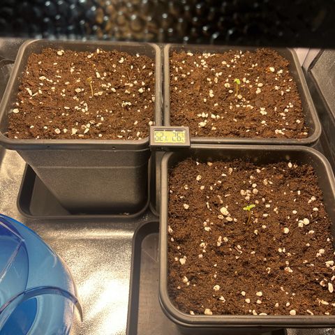 Titan F1 Hybride [RQS]x1 growlog timeline photo