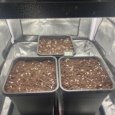 Titan F1 Hybride [RQS]x1 growlog timeline photo