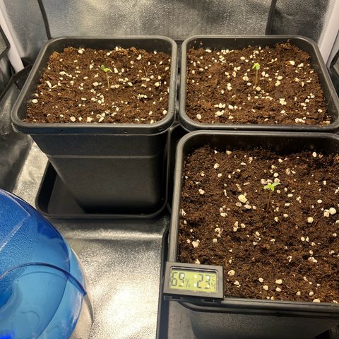 Titan F1 Hybride [RQS]x1 growlog photo: Jour 2 en box sous lampe 