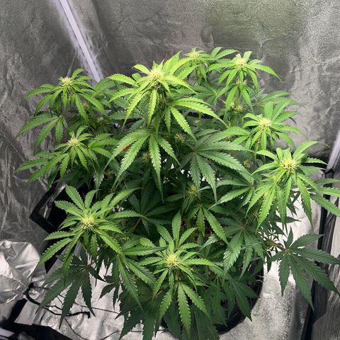 Wedding cake auto RQS growlog photo: Avant arrosage 