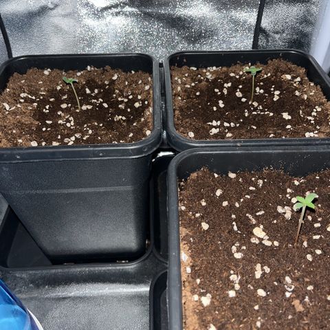 Titan F1 Hybride [RQS]x1 growlog photo:  23 heures extinction de la lampe