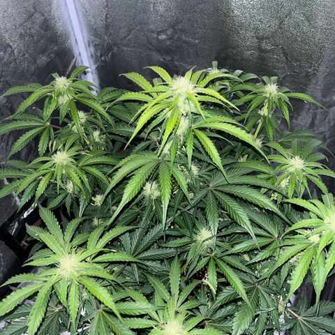 Wedding cake auto RQS growlog photo:  23 heures. Extinction de lumière, photo prise dans le noir. 