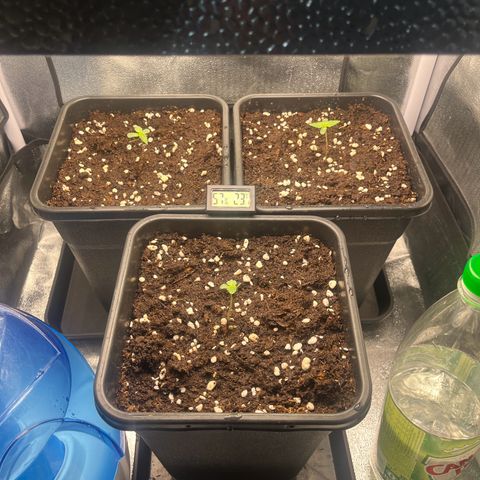 Titan F1 Hybride [RQS]x1 growlog photo:  Effectuer à 7h30 