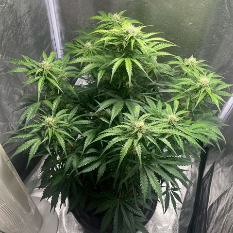 Wedding cake auto RQS growlog photo: 22h57