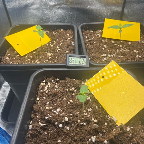 Titan F1 Hybride [RQS]x1 growlog photo: 22h58 hum 83% 22,4° au niveau du substrat