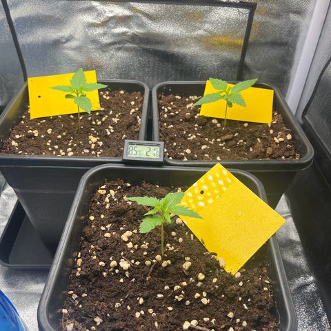 Titan F1 Hybride [RQS]x1 growlog timeline photo