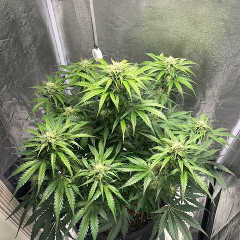 Wedding cake auto RQS growlog timeline photo