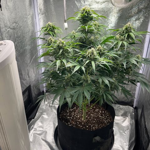 Wedding cake auto RQS growlog timeline photo