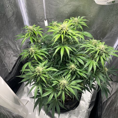 Wedding cake auto RQS growlog timeline photo
