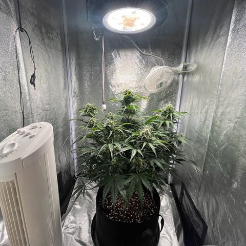 Wedding cake auto RQS growlog timeline photo