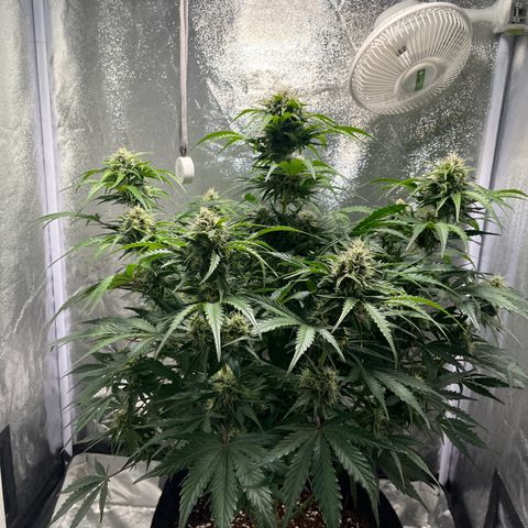 Wedding cake auto RQS growlog timeline photo
