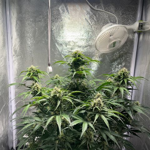 Wedding cake auto RQS growlog timeline photo