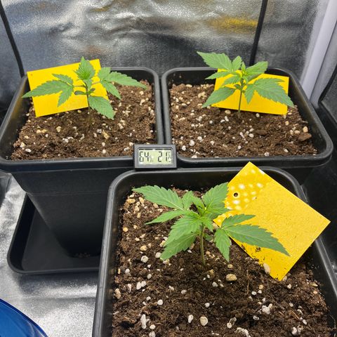 Titan F1 Hybride [RQS]x1 growlog timeline photo