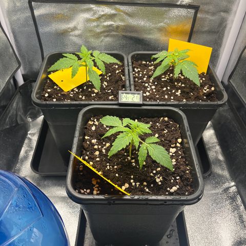 Titan F1 Hybride [RQS]x1 growlog timeline photo