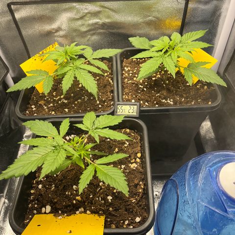 Titan F1 Hybride [RQS]x1 growlog timeline photo