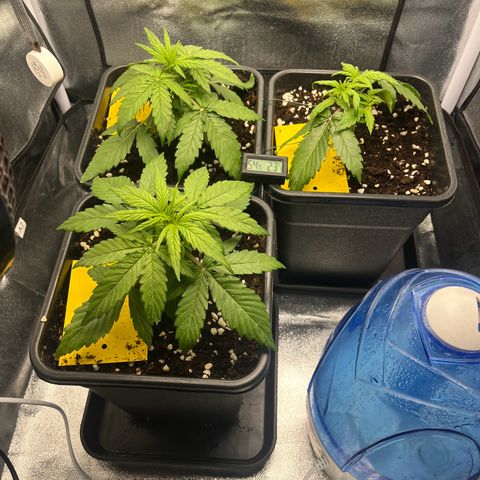 Titan F1 Hybride [RQS]x1 growlog timeline photo