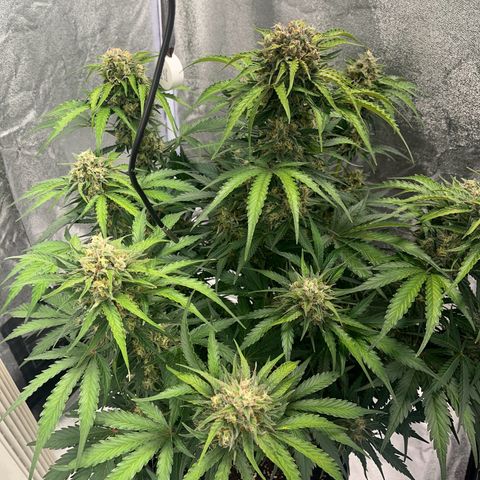 Wedding cake auto RQS growlog timeline photo