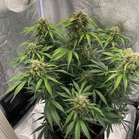 Wedding cake auto RQS growlog timeline photo