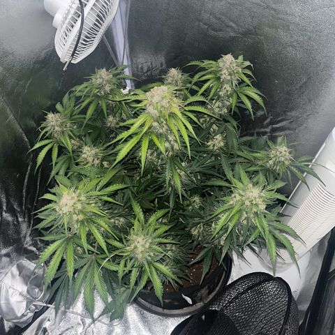 Wedding cake auto RQS growlog timeline photo