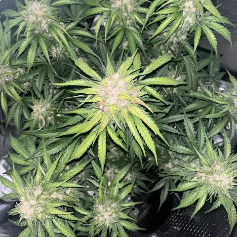 Wedding cake auto RQS growlog timeline photo