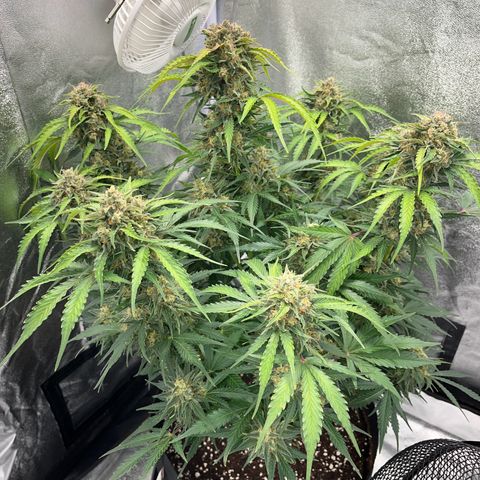 Wedding cake auto RQS growlog timeline photo