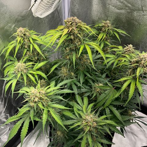 Wedding cake auto RQS growlog timeline photo