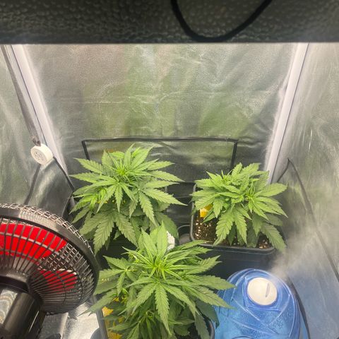 Titan F1 Hybride [RQS]x1 growlog timeline photo