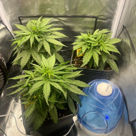 Titan F1 Hybride [RQS]x1 growlog timeline photo