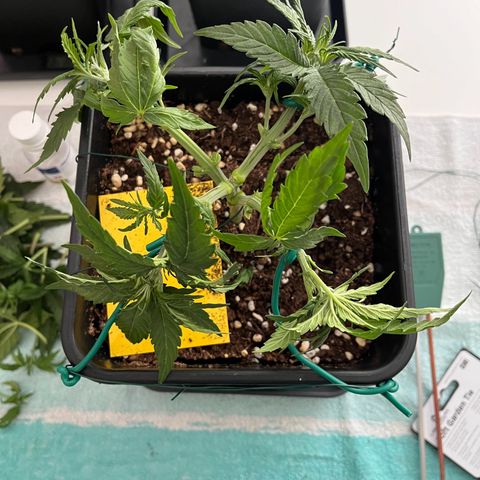 Titan F1 Hybride [RQS]x1 growlog timeline photo