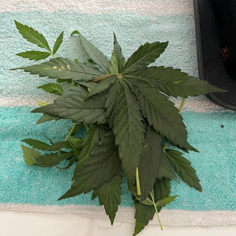 Titan F1 Hybride [RQS]x1 growlog timeline photo