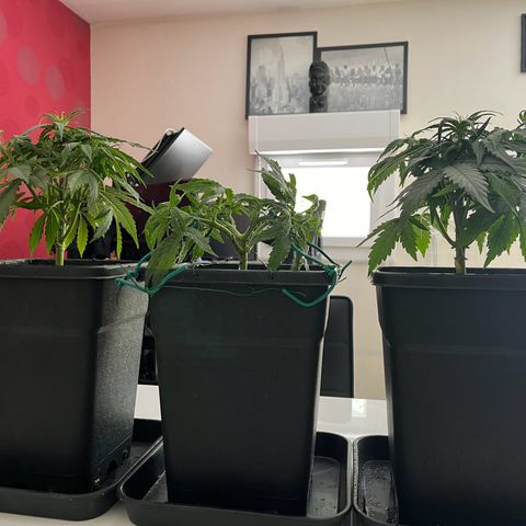 Titan F1 Hybride [RQS]x1 growlog timeline photo