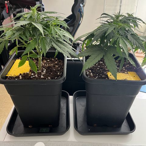 Titan F1 Hybride [RQS]x1 growlog timeline photo