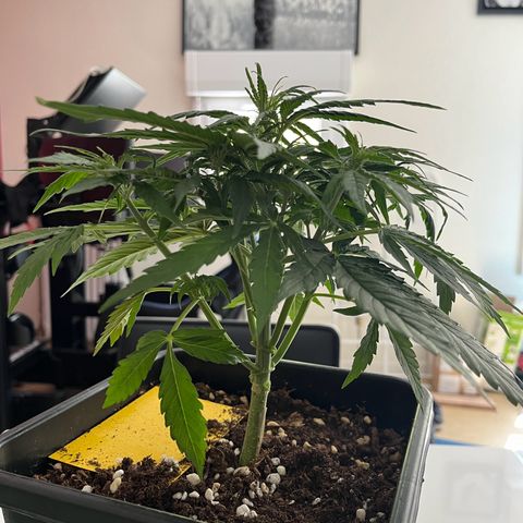 Titan F1 Hybride [RQS]x1 growlog timeline photo