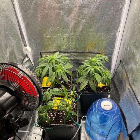 Titan F1 Hybride [RQS]x1 growlog timeline photo