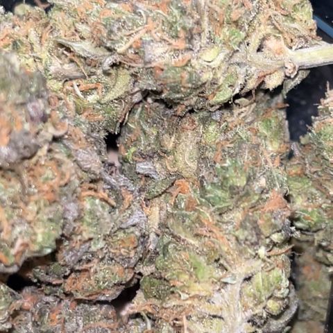 Blue Cheese RQS growlog timeline photo
