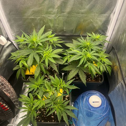 Titan F1 Hybride [RQS]x1 growlog photo: Tout va bien ce matin suite aux tailles d’hier 
😍😃😍