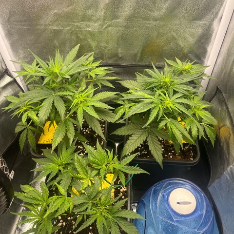 Titan F1 Hybride [RQS]x1 growlog timeline photo