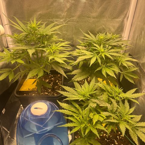 Titan F1 Hybride [RQS]x1 growlog photo: 🙏😍🙏