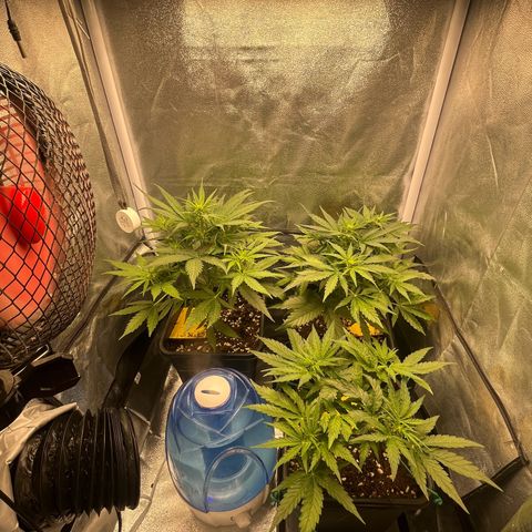 Titan F1 Hybride [RQS]x1 growlog photo: 🙏😍🙏