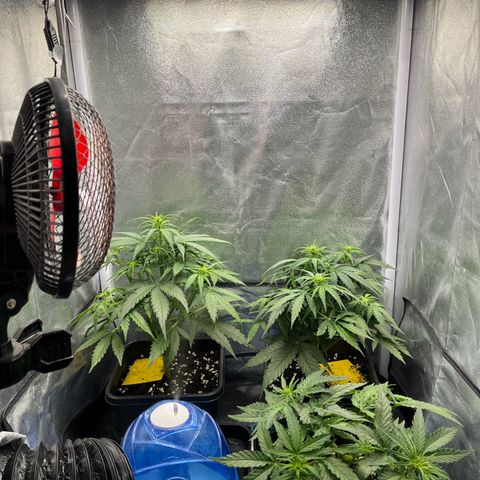 Titan F1 Hybride [RQS]x1 growlog timeline photo