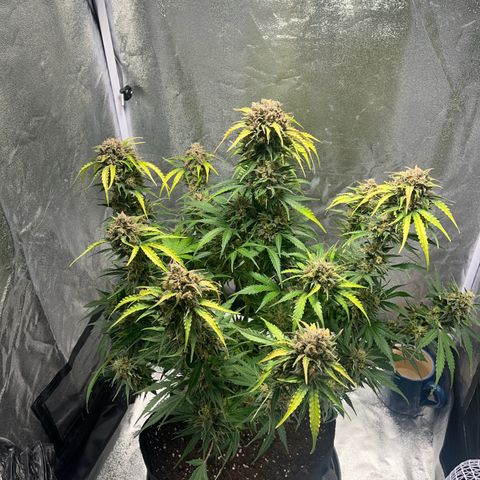 Wedding cake auto RQS growlog timeline photo